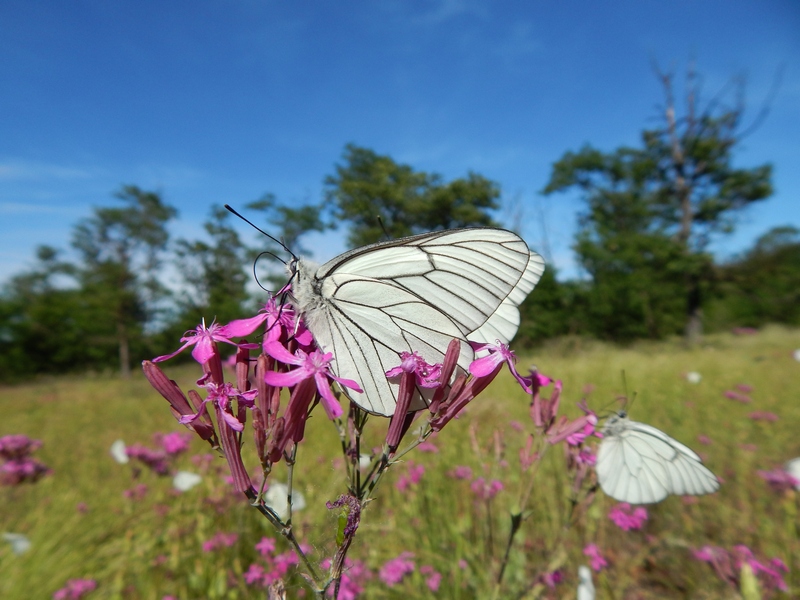 Apoteosi di Aporia crataegi